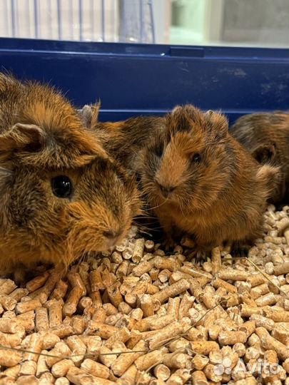 Морские свинки