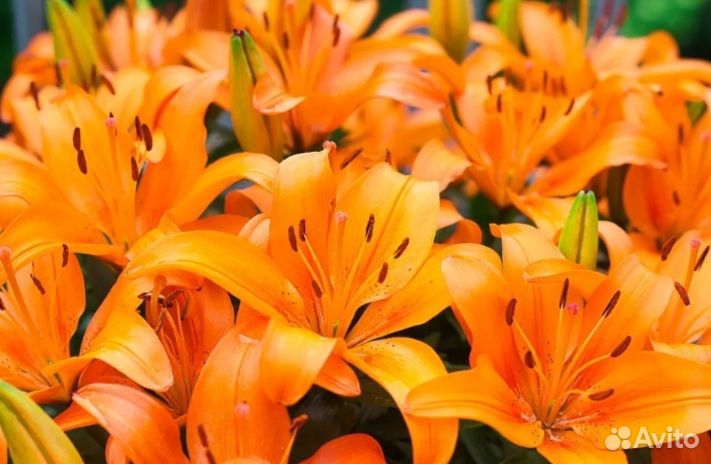 Тигровая лилия