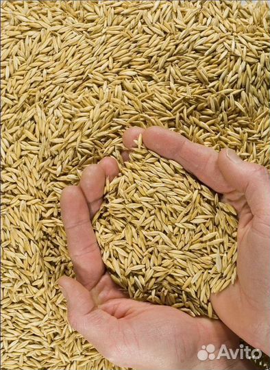 Пшеница яровая, Подсолнечник на корм/посев