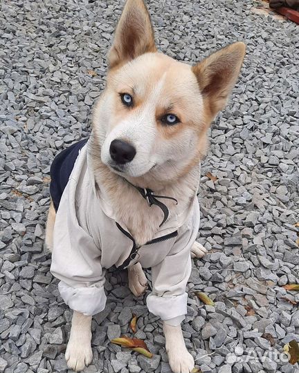 Кавалер для вязки