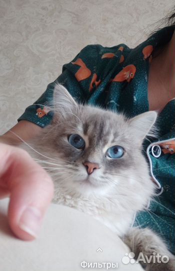 Кот вязка
