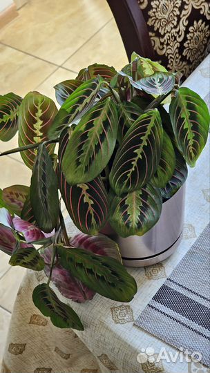 Маранта триколор