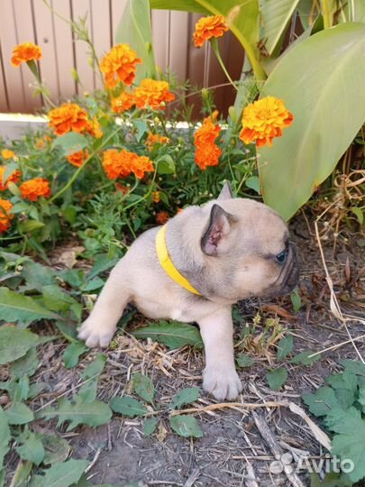 Французский бульдог щенки