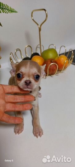 Чихуахуа мини