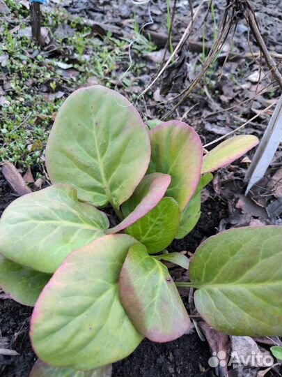 Цветы многолетники