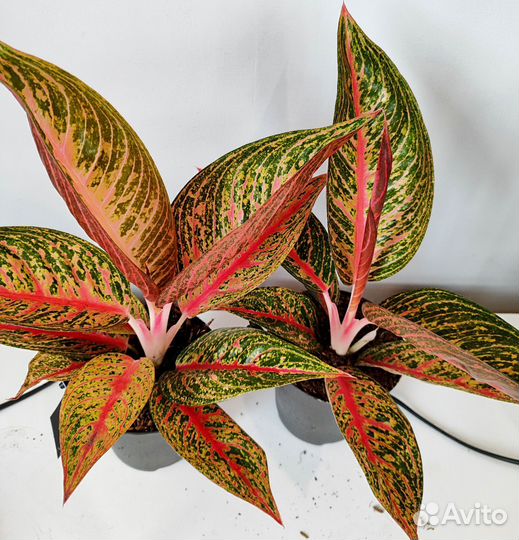 Аглаонема легасси Рэд d12