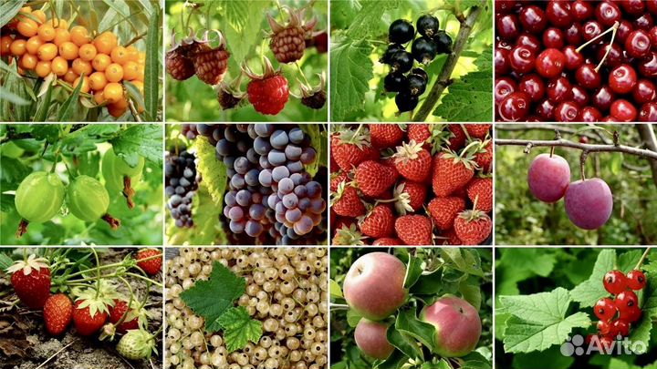 Плодовые декоративные деревья