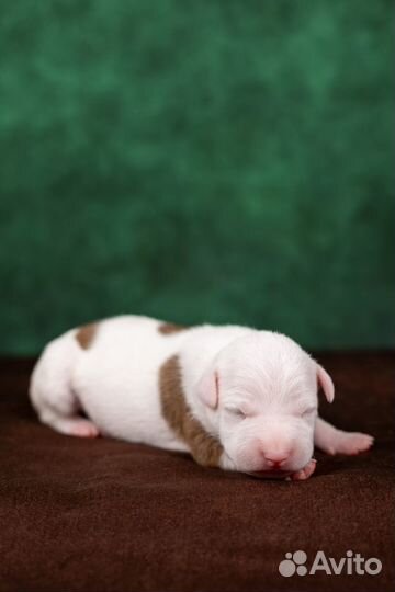 Американский стаффордширский терьер