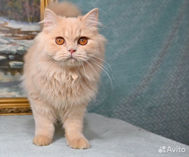 Кремовый длинношерстный мальчик