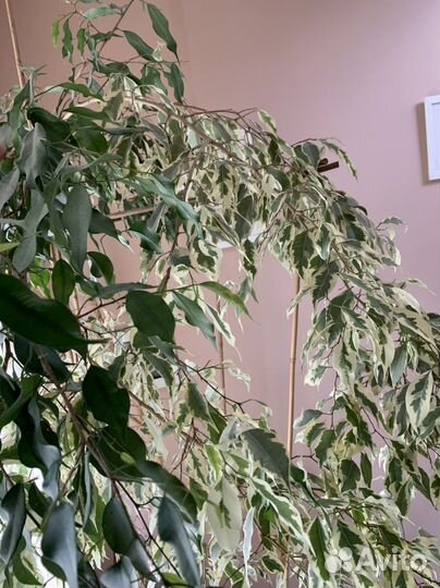 Фикус бенджамина