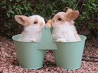 Кролики mini ручные и красивые. Срочная Доставка объявление продам
