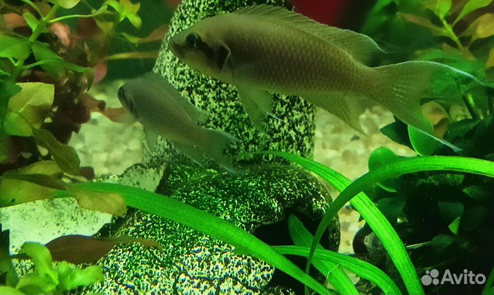 Аквариумные рыбки