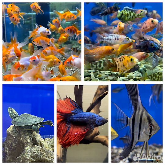 Пресноводные рыбки