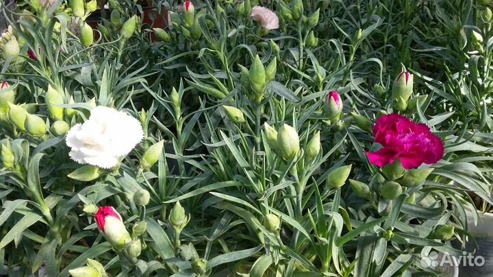 Рассада цветов в Брянске. Выставка-продажа