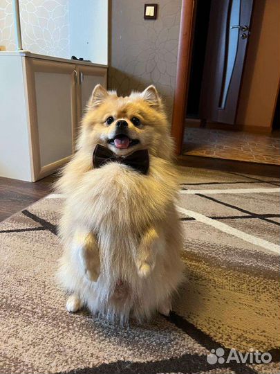 Шпиц, кабель на вязку