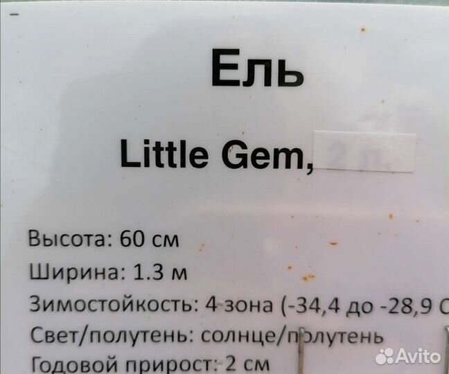 Ель Литл джем в с2л(Little Gem)