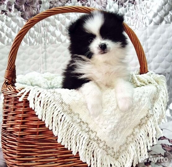 Щенки шпица