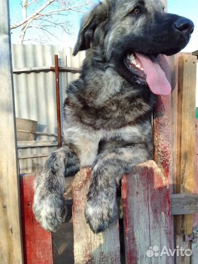 Алабай в дар