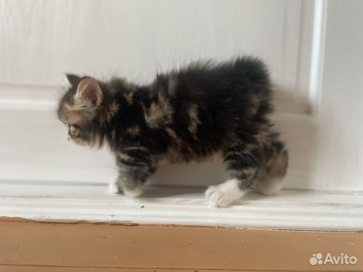 Курильский бобтейл