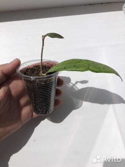 Хойя финлайсони / Hoya finlaysonii