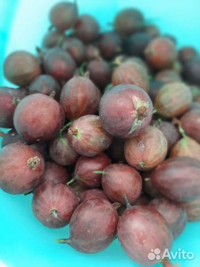 Крыжовник ягоды