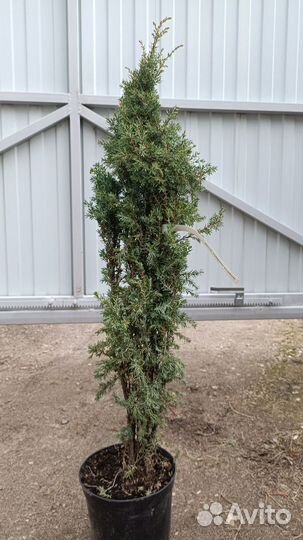 Можжевельник вертикальный информация в описании