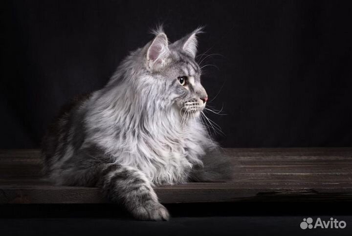 Кот ждет кошечек