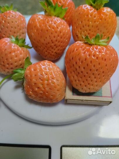 Клубника Бьянка Фрагола