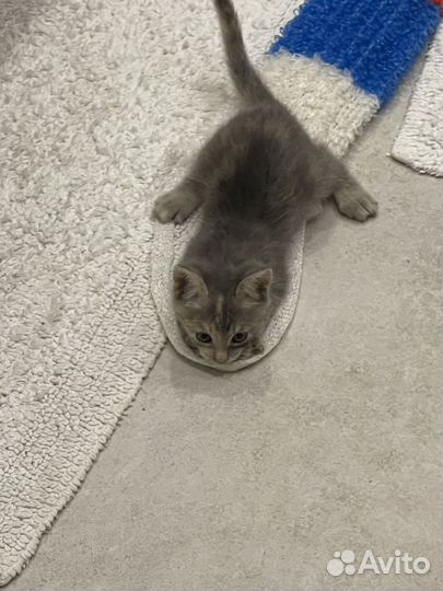 Кошка в дар