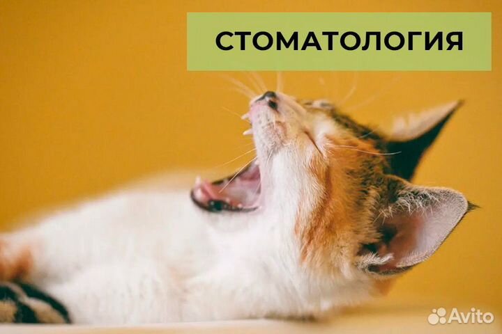 Врач - ветеринар частной практики. Выезд на дом