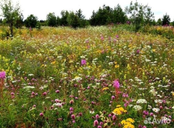 Мед 2024 года из Алтая опт