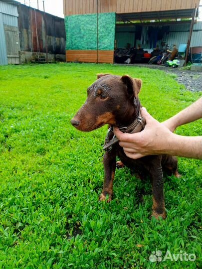 Вязка ягдтерьера