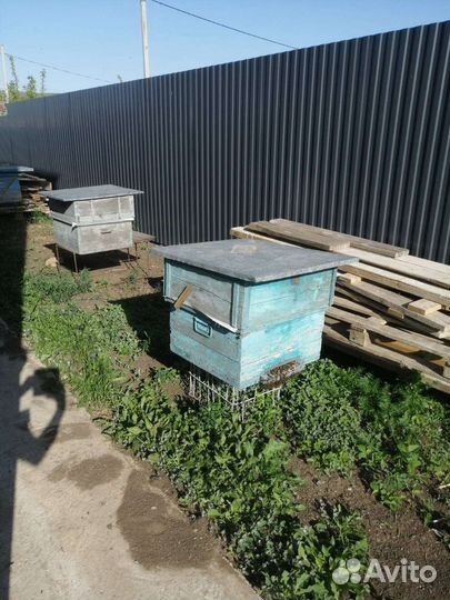 Улей с пчёлами