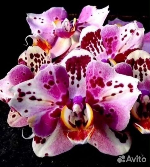 Орхидея Phal. Pinif от Son Ja