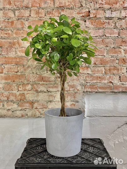 Фикус Мокламе дерево 95 см