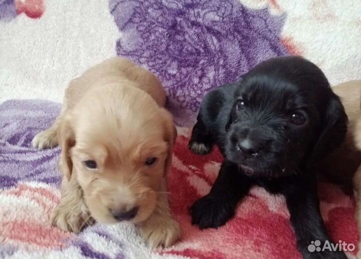 Отдам спаниеля