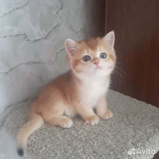 Шотланский котенок