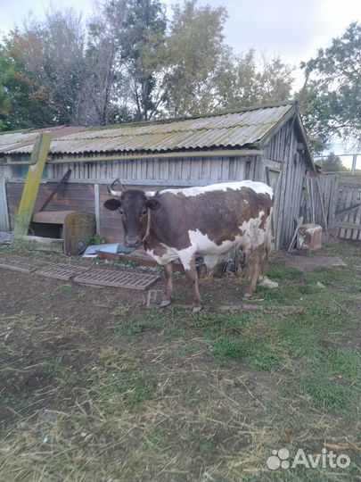 Продаються коровы