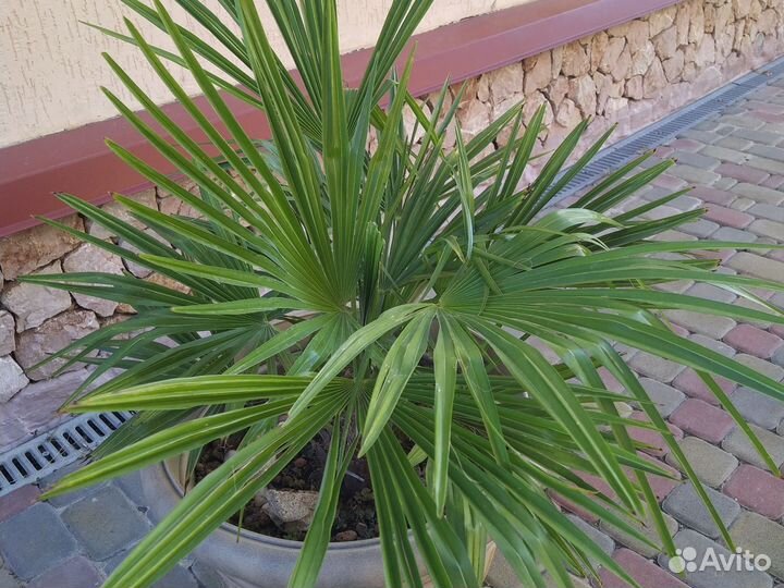 Пальма Трахикарпус