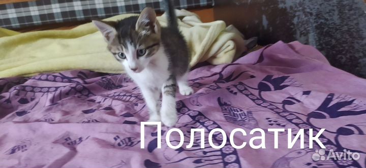 Котята ищут дом