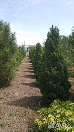 Ель канадская коника