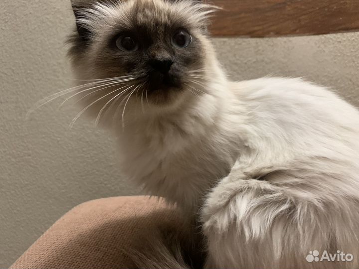 Котенок в добрые руки