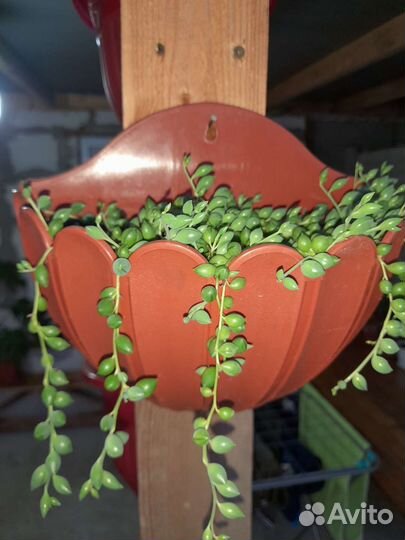 Детки крестовников в стаканах