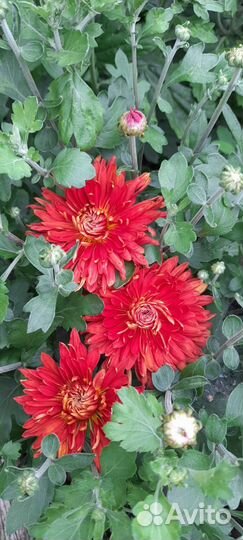 Хризантема кустовая 10 сортов