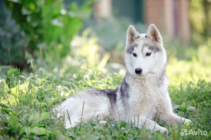 Подросток Сибирский хаски в добрые руки