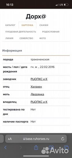 Спортивные лошади