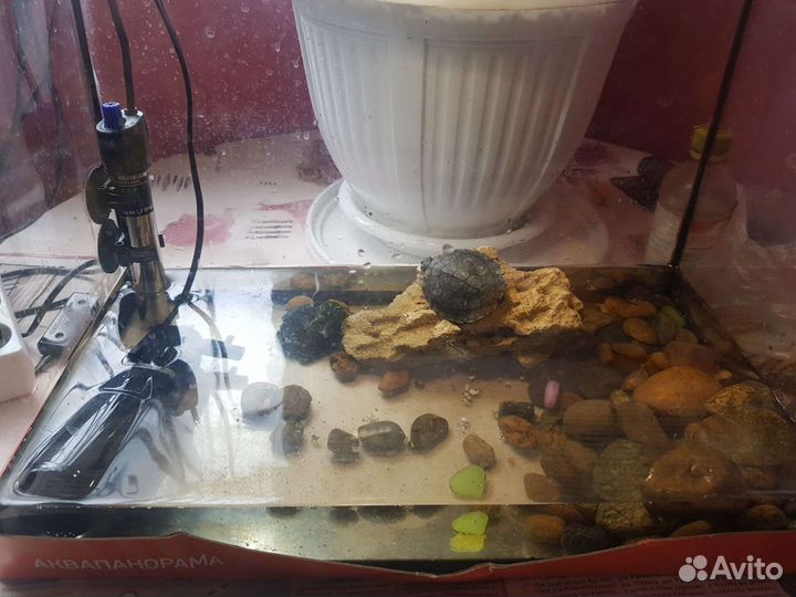 Аквариум+фильтр+температурная установка