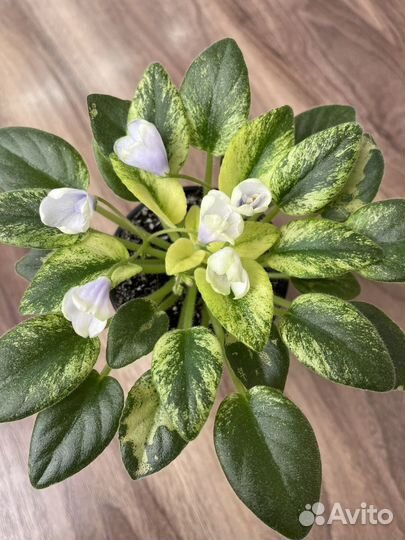 Сортовые фиалки