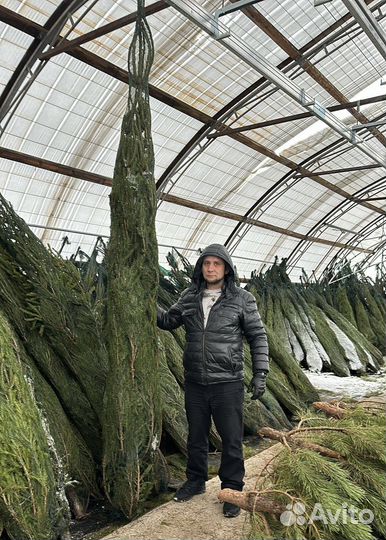 Ель живая 3 м розница и опт