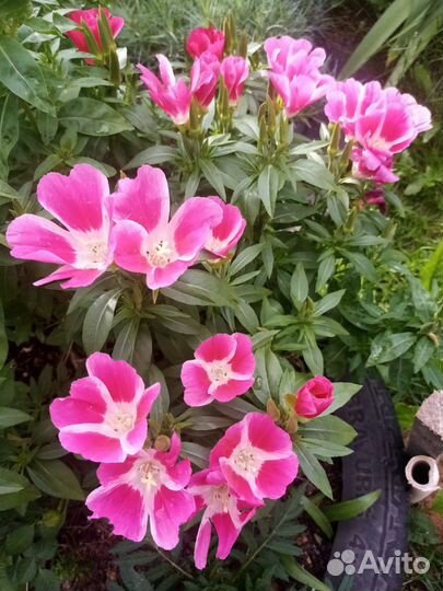 Рассада петунии, лобелии